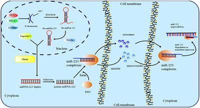 miR-223: a key regulator of pulmonary inflammation